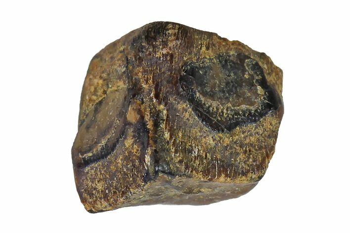 Fossil Hadrosaur (Edmontosaurus) Shed Tooth- Montana #110976
